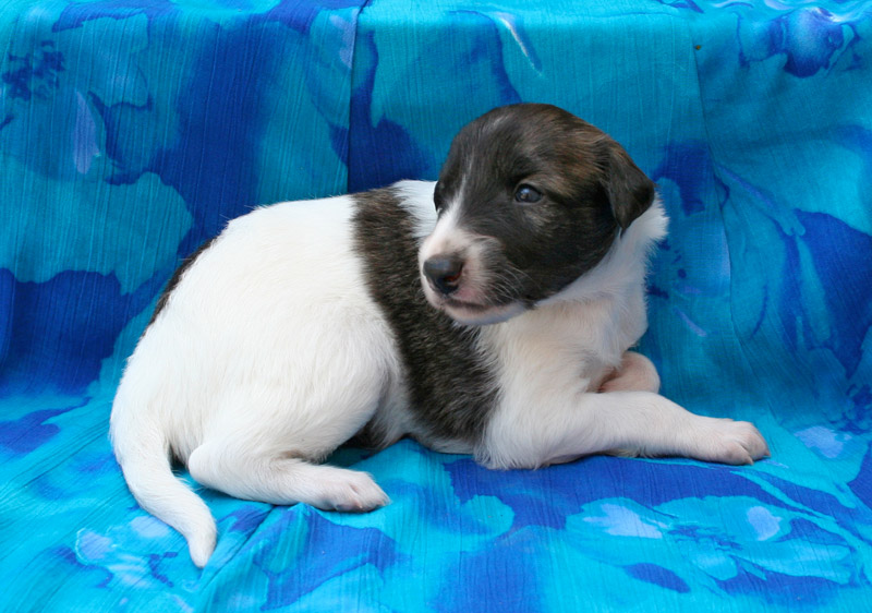 Surf Spots - Boy 2 Right Step